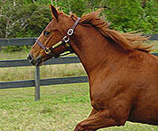 Genou Radiance